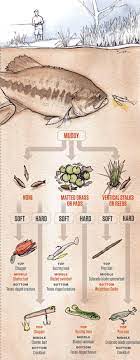 Bait Guide How To Catch Bass In Any Pond Bass Fishing Tips Fishing Techniques Fishing Tips