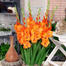 Image result for Gladiolus zambesiacus