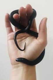 My Mexican Black Kingsnake No Face Snakes Mexican Black Kingsnake Cute Reptiles Pet Snake