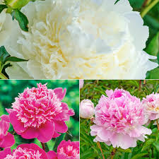 They see a beautiful flower, and pick up their step to get a closer look. Seriously Fragrant Peony Collection Spring Hill Nurseries
