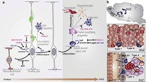 The Radial Glia Nature Of Embryonic And Adult Neural Stem Cells The Download Scientific Diagram