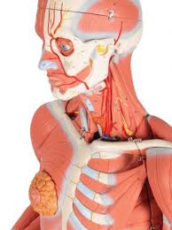 Internal parts of the penis. 3 4 Life Size Female Human Muscle Model Without Internal Organs On Metal Stand 23 Part 3b Smart Anatomy Sem Trainers