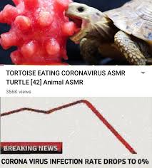 Queensland health authorities have revealed a preliminary list of exposure sites after a melbourne woman te. Corona Virus Meme Turtle Coronavirus Meme 2020