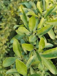 Image result for Balanites aegyptiaca