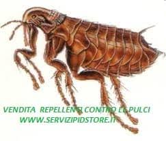 La prima cosa che dobbiamo fare per capire come eliminare le pulci, è sapere cosa sono e da dove vengono. Pulci In Casa Cosa Fare I Consigli Del Disinfestatore