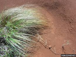 Image result for Eragrostis phyllacantha