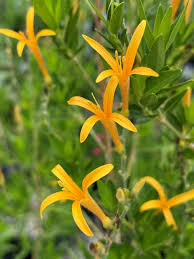 Image result for Anisacanthus