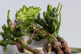 Image result for Euphorbiaceae