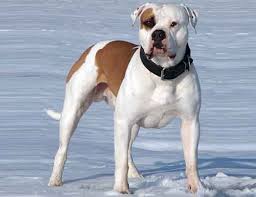 Interestingly, the size of a dog often contributes to its lifespan. Life Span Of American Bulldog