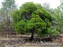 Image result for Ceriops