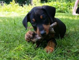 Mum lives with me so can be seen, mum is black and tan, dad is a chocolate and tan.(dad was a stud). Akc Doberman Puppies For Sale In Hillsdale Michigan Classified Americanlisted Com