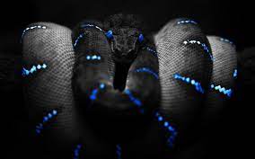 We did not find results for: Snake Wallpapers Wallpaper Cave