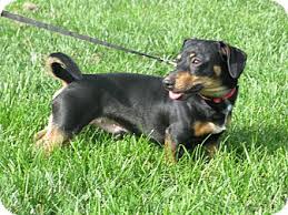 So click the buy button now and stop wasting time. Indianapolis In Dachshund Meet Winston A Pet For Adoption