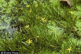 Image result for Heteranthera