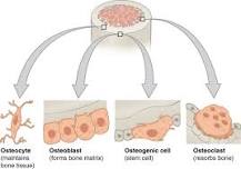 Image result for which cells function to maintain bone matrix? course hero