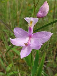 Image result for Rhipidoglossum globulosocalcaratum