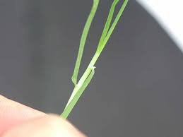 Image result for Poa annua
