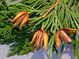 Image result for Calocedrus decurrens