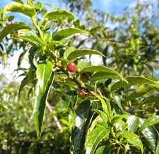 Image result for Rhamnus prinoides