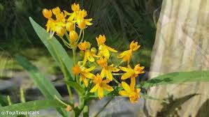 Image result for Asclepias curassavica