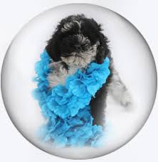 Located in beautiful southern california. F1b Labradoodle Puppies For Sale California The Y Guide