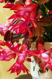 Read on to find out more about how to best care for this plant. Giving Thanks For My Thanksgiving Cactus Pumpkin Beth
