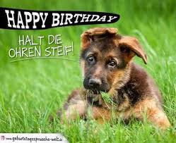 Geburtstagswunsche Fur Hunde Happy Birthday Hund Geburtstagswunsche Hund Guten Morgen Bilder Hunde