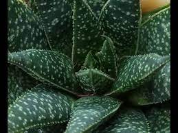 Boldly going where no plant has gone before. Kosmic Kaktus Update 9 16 16 Youtube