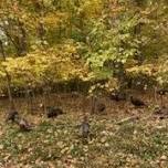 Knee High Naturalist – November Program: Turkey Tales!!!