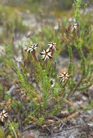 Image result for Blepharis bainesii