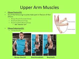 Flexion vs extension of arm. Muscles Of The Shoulder Complex Mr Brewer Shoulder Movements 1 Shoulder Flexion 2 Shoulder Extension 3 Humeral Abduction 4 Humeral Adduction Ppt Download