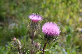 Flower color is purple/lavender and blooms in summer. Florida Thistles Can Produce Up To 4 000 Seeds Per Plant