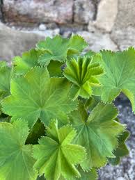 Image result for Alchemilla microbetula