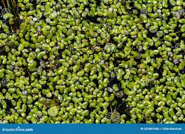 Image result for Lemna trisulca