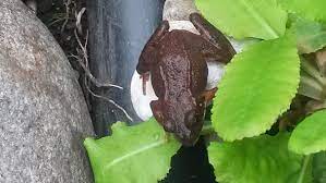Auch kröten, die jedoch ein anderes fressverhalten an den tag legen: Krote Oder Frosch Ca 3 Cm Klein Garten