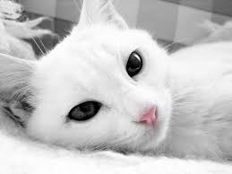 Black And White Cat With Brown Eyes White Cat With Dark Eyes Close Up Cute Cat Face Cat Wallpaper Cats And Kittens