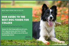 The 15 Best Dog Foods For Collies Our 2019 In Depth Feeding