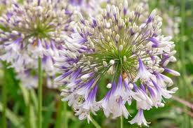 Image result for Agapanthus africanus