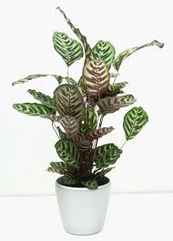 It might not be life as usual, but it's business as usual here at vero moda. Plants That Grow Without Sunlight 26 Best Plants To Grow Indoors