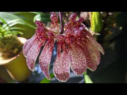 Image result for Bulbophyllum burttii