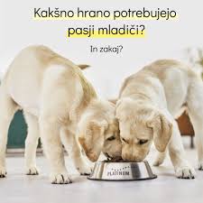 Za več informacij pokličite na (anja). Https Platinum Si Katalog House Of Pilar Golden Retrievers Facebook