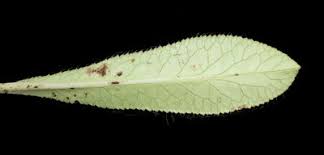 Image result for Alepidea amatymbica