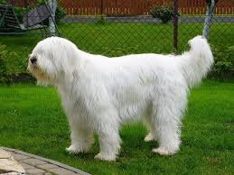 You can learn more about the regulations on importing cats and dogs into the russian federation, export from the russian federation, and transport within the russian federation on the website of the federal service for veterinary and phytosanitary surveillance (rosselkhoznadzor). South Russian Ovcharka Alchetron The Free Social Encyclopedia