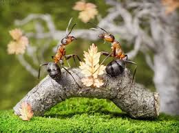 Kết quả hình ảnh cho KIẾN