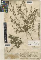 Image result for Vahlia dichotoma