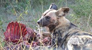 Wild dogs do not have big powerful jaws like cats so they cannot bring down large animals alone. African Wild Dog Facts And Photos