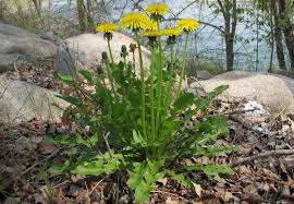 Image result for Taraxacum sp.