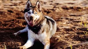 We did not find results for: Our Best Grooming Tips For Your Siberian Husky The Dog People By Rover Com