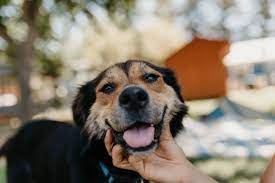 Check spelling or type a new query. Hearts For Paws