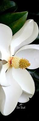 Pin By Maria Richter On Rsvp Flower Art Magnolia Flower Trendy Flowers